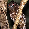 Boobook Owls are back on active (Red Boobook)<br />Canon EOS 7D + EF400 F5.6L + SPEEDLITE 580EXII + Better Beamer
